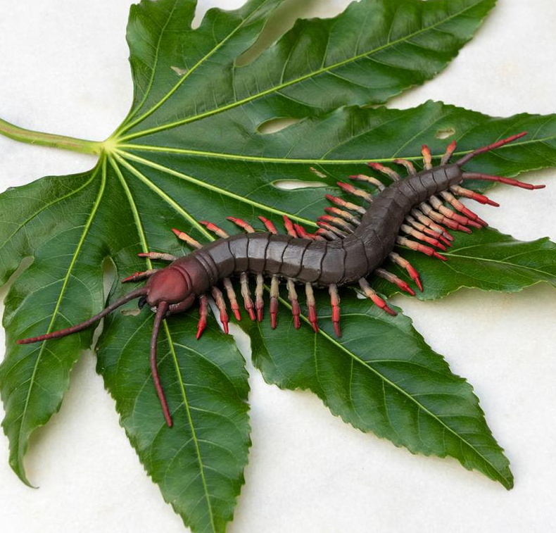 Centipede on green leaves with a white background
